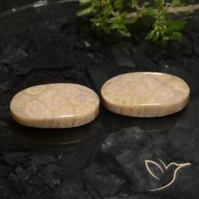22.27 ctw Multicolor Fossil Coral Stones, Natural Fossil Coral in Oval Cabochon Shape for Sale