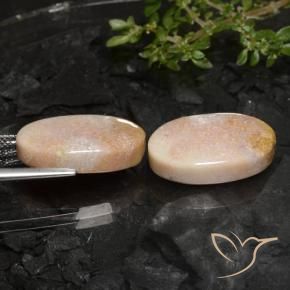 Fossil Coral Gemstones in 19.4 x 11.8 mm Size for Sale, Fossil Coral Stones in Multicolor Color