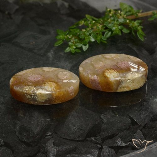 33.89 ct Oval Fossil Coral, 21.5 x 14.2 mm From Indonesia, Photo A