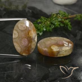 33.89 ctw Multicolor Fossil Coral Stones, Natural Fossil Coral in Oval Cabochon Shape for Sale