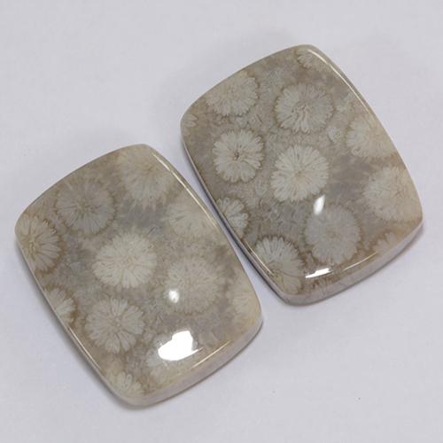 Multicolor Fossil Coral Gem - 20.1ct Cushion Cabochon (ID: 473964)