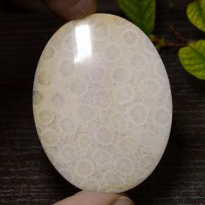93.7ct Oval Cabochon Multicolor Fossil Coral Gem for sale 93.7ct Oval Cabochon Multicolor Fossil Coral Gem (ID: 473965)