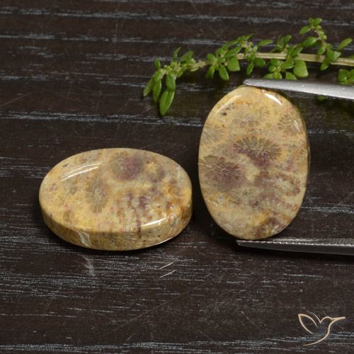 30.50ctw Natural Multicolor Fossil Coral, Oval, Opaque