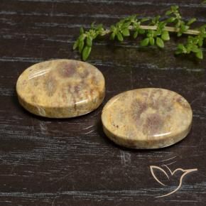 30.50 ctw Multicolor Fossil Coral Stones, Natural Fossil Coral in Oval Cabochon Shape for Sale