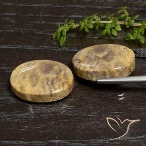 Fossil Coral Gemstones in 20.4 x 14.2 mm Size for Sale, Fossil Coral Stones in Multicolor Color