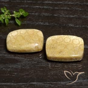27.20 ctw Multicolor Fossil Coral Stones, Natural Fossil Coral in Cushion Cabochon Shape for Sale