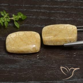 Fossil Coral Gemstones in 18 x 13 mm (calibrated) Size for Sale, Fossil Coral Stones in Multicolor Color