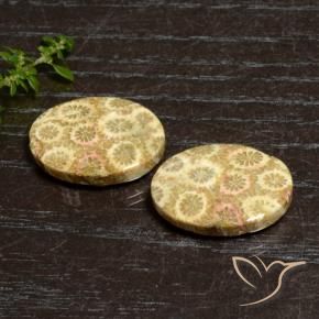 27.12 ctw Multicolor Fossil Coral Stones, Natural Fossil Coral in Oval Cabochon Shape for Sale