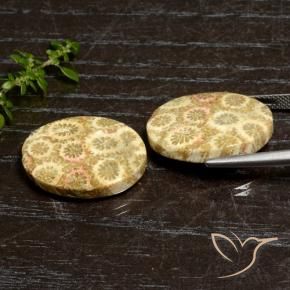 Fossil Coral Gemstones in 21.9 x 15.8 mm Size for Sale, Fossil Coral Stones in Multicolor Color