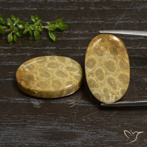 2 pièces assorties de corail fossile Multicolore Ovale de taille 24,6 x 15,8mm, poids total de 44,76 ct / moyenne de 22,38 ct chacune, Multicolore avec pureté Opaque , pierre gemme naturelle Non traité, dureté de Mohs 6.5 à 7 convient aux bijoux de tous les jours, pierre de sagesse, Photo A