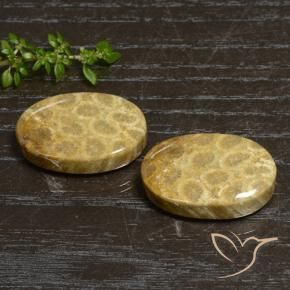 44.76 ctw Multicolor Fossil Coral Stones, Natural Fossil Coral in Oval Cabochon Shape for Sale
