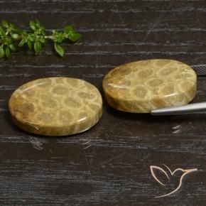 Fossil Coral Gemstones in 24.6 x 15.8 mm Size for Sale, Fossil Coral Stones in Multicolor Color