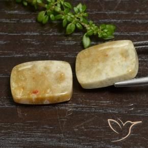 Fossil Coral Gemstones in 16.9 x 12.2 mm Size for Sale, Fossil Coral Stones in Multicolor Color