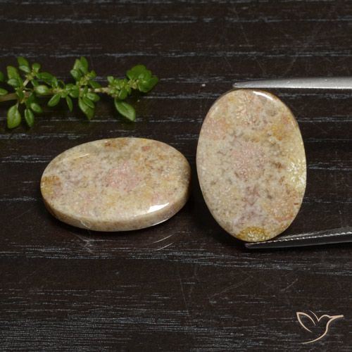 29.83ctw Natural Multicolor Fossil Coral, Oval, Opaque