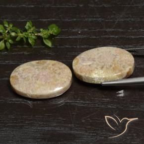 Fossil Coral Gemstones in 21.9 x 15.3 mm Size for Sale, Fossil Coral Stones in Multicolor Color