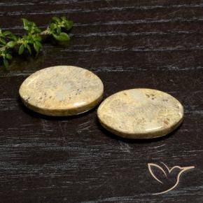 18.63 ctw Multicolor Fossil Coral Stones, Natural Fossil Coral in Oval Cabochon Shape for Sale