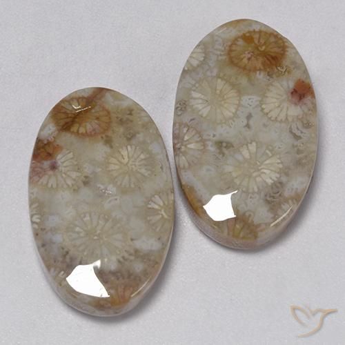 22.91 ctw Multicolor Fossil Coral Stones, Natural Fossil Coral in Oval Cabochon Shape for Sale
