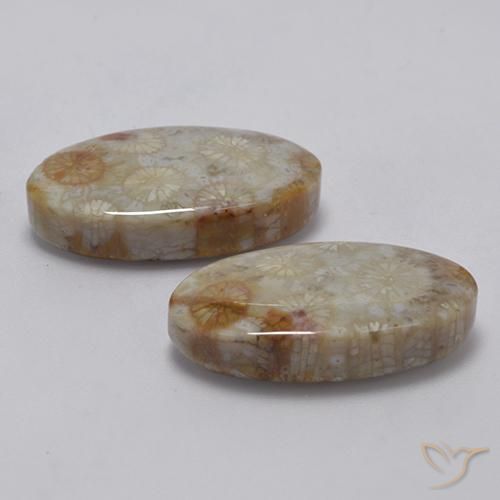 Fossil Coral Gemstones in 20.9 x 12.6 mm Size for Sale, Fossil Coral Stones in Multicolor Color