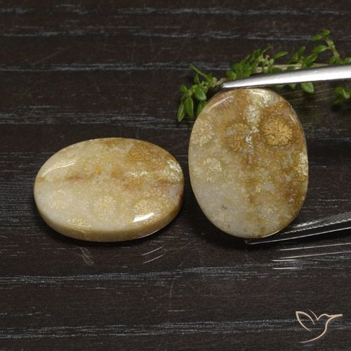 33.11ctw Natural Multicolor Fossil Coral, Oval, Opaque