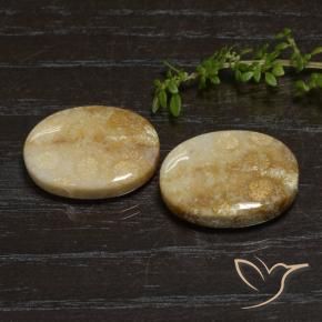 33.11 ctw Multicolor Fossil Coral Stones, Natural Fossil Coral in Oval Cabochon Shape for Sale