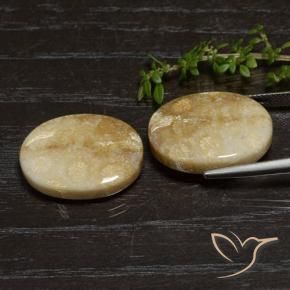 Fossil Coral Gemstones in 21.4 x 16.3 mm Size for Sale, Fossil Coral Stones in Multicolor Color