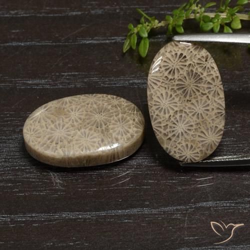 27.11ctw Natural Multicolor Fossil Coral, Oval, Opaque