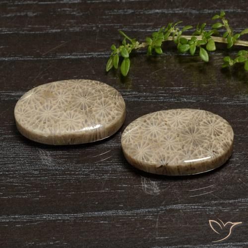27.11 ctw Multicolor Fossil Coral Stones, Natural Fossil Coral in Oval Cabochon Shape for Sale