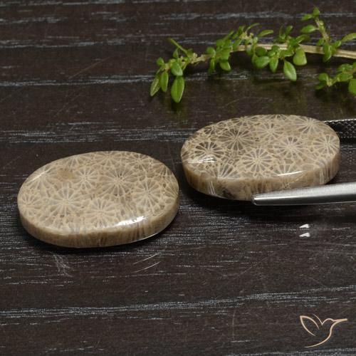 Fossil Coral Gemstones in 21.2 x 12.9 mm Size for Sale, Fossil Coral Stones in Multicolor Color