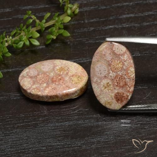 20.28ctw Natural Multicolor Fossil Coral, Oval, Opaque