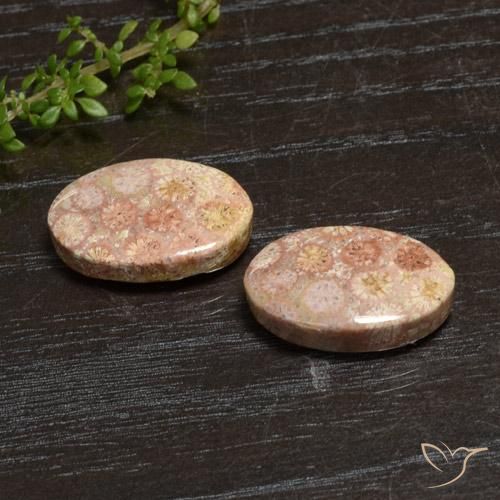 20.28 ctw Multicolor Fossil Coral Stones, Natural Fossil Coral in Oval Cabochon Shape for Sale