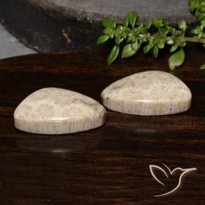 23.68 ctw Multicolor Fossil Coral Stones, Natural Fossil Coral in Shark Fin Cabochon Shape for Sale