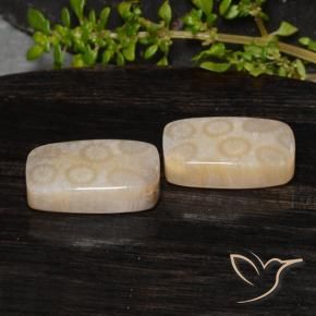 20.85 ctw Multicolor Fossil Coral Stones, Natural Fossil Coral in Cushion Cabochon Shape for Sale