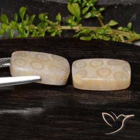 Fossil Coral Gemstones in 17.5 x 10.8 mm Size for Sale, Fossil Coral Stones in Multicolor Color