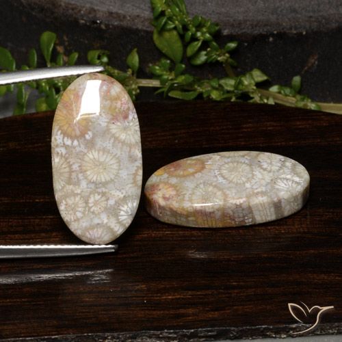 23.54 ct Oval Fossil Coral, 21.8 x 11.4 mm From Indonesia, Photo A