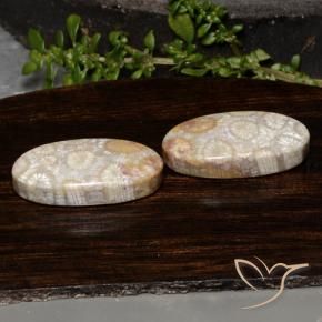 23.54 ctw Multicolor Fossil Coral Stones, Natural Fossil Coral in Oval Cabochon Shape for Sale