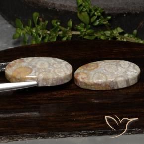Fossil Coral Gemstones in 21.8 x 11.4 mm Size for Sale, Fossil Coral Stones in Multicolor Color
