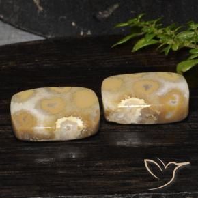 19.14 ctw Multicolor Fossil Coral Stones, Natural Fossil Coral in Cushion Cabochon Shape for Sale