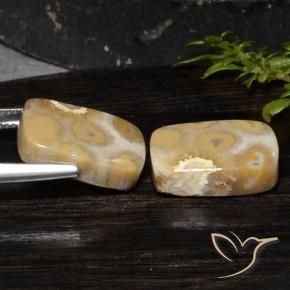 Fossil Coral Gemstones in 16 x 12 mm (calibrated) Size for Sale, Fossil Coral Stones in Multicolor Color