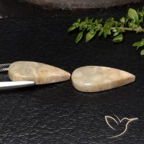 Fossil Coral Gemstones in 22.9 x 11.7 mm Size for Sale, Fossil Coral Stones in Multicolor Color