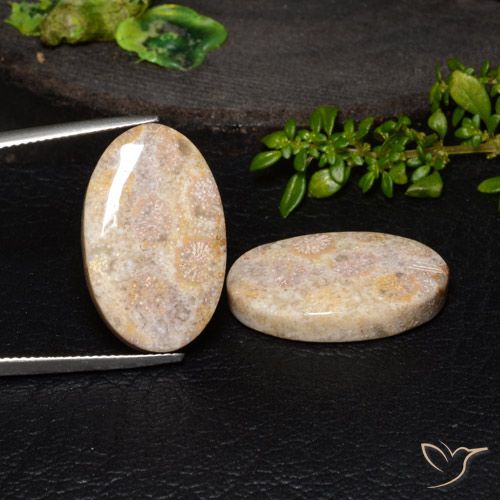 34.13ctw Natural Multicolor Fossil Coral, Oval, Opaque