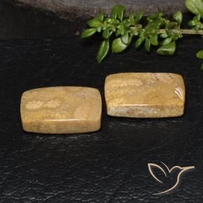 18.85 ctw Multicolor Fossil Coral Stones, Natural Fossil Coral in Cushion Cabochon Shape for Sale