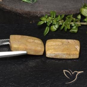 Fossil Coral Gemstones in 16 x 12 mm (calibrated) Size for Sale, Fossil Coral Stones in Multicolor Color