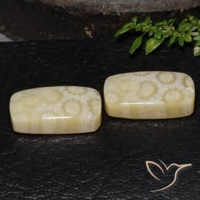 24.67 ctw Multicolor Fossil Coral Stones, Natural Fossil Coral in Cushion Cabochon Shape for Sale