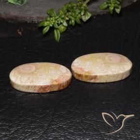 27.64 ctw Multicolor Fossil Coral Stones, Natural Fossil Coral in Oval Cabochon Shape for Sale