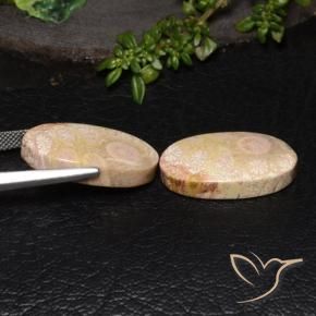 Fossil Coral Gemstones in 22.6 x 13.6 mm Size for Sale, Fossil Coral Stones in Multicolor Color