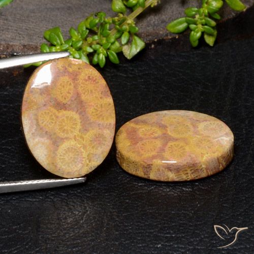 28.88ctw Natural Multicolor Fossil Coral, Oval, Opaque