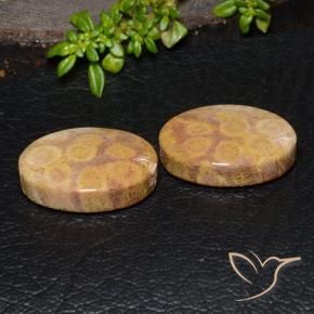 28.88 ctw Multicolor Fossil Coral Stones, Natural Fossil Coral in Oval Cabochon Shape for Sale