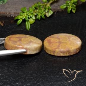 Fossil Coral Gemstones in 20 x 15 mm (calibrated) Size for Sale, Fossil Coral Stones in Multicolor Color