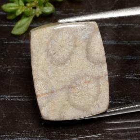 16.1ct Cushion Cabochon Multicolor Fossil Coral Gem for sale 16.1ct Cushion Cabochon Multicolor Fossil Coral Gem (ID: 475088)