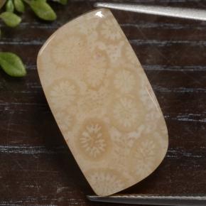 15.9ct Fancy Cabochon Multicolor Fossil Coral Gem for sale 15.9ct Fancy Cabochon Multicolor Fossil Coral Gem (ID: 475089)
